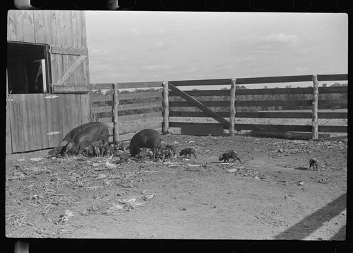 Untitled photo, possibly related to: Manuel McLandon with some of his livestock, Flint River Farms, Georgia