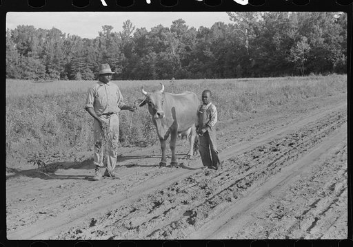 Untitled photo, possibly related to: Manuel McLandon and his son bring his milk cow home from the pasture. Every family in Flint River has one or more. Flint River Farms, Georgia