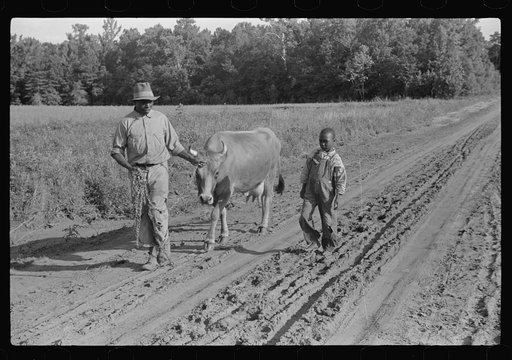 Untitled photo, possibly related to: Manuel McLandon and his son bring his milk cow home from the pasture. Every family in Flint River has one or more. Flint River Farms, Georgia