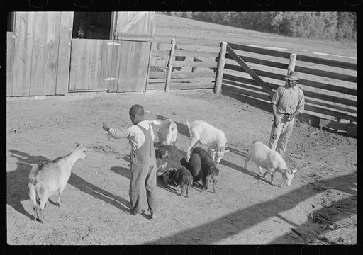 Manuel McLandon with some of his livestock, Flint River Farms, Georgia