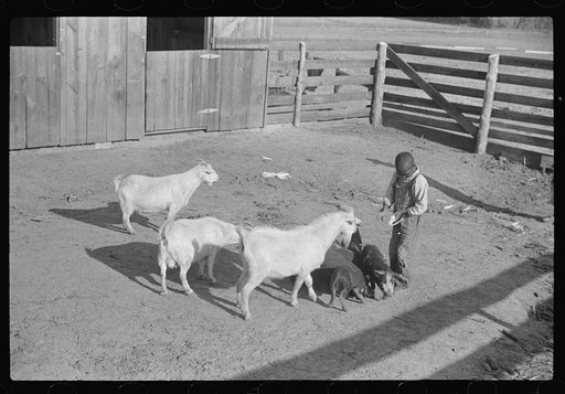 Untitled photo, possibly related to: Manuel McLandon with some of his livestock, Flint River Farms, Georgia