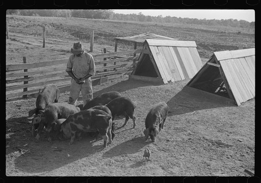 Untitled photo, possibly related to: Manuel McLandon with some of his livestock, Flint River Farms, Georgia
