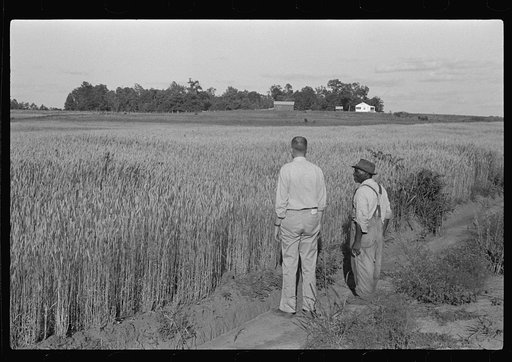 Untitled photo, possibly related to: Project manager, Amos Ward, with one of FSA (Farm Security Administration) borrowers, Simon Joiner, examining wheat which is grown on every farm for subsistence purposes to see when it will be ripe enough to harvest. Flint River Farms, Georgia