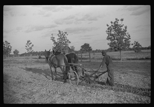 Team of mules and cultivator on one of project borrower's farms. Flint River Farms, Georgia