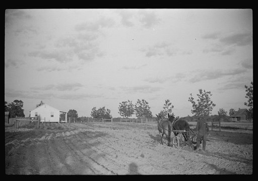 Untitled photo, possibly related to: Team of mules and cultivator on one of project borrower's farms. Flint River Farms, Georgia