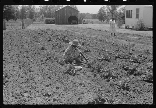 Untitled photo, possibly related to: Tim Forehand's wife Minnie, scratching Irish potatoes out of their garden patch. Flint River Farms, Georgia