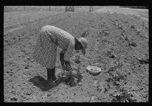 Untitled photo, possibly related to: Tim Forehand's wife Minnie, scratching Irish potatoes out of their garden patch. Flint River Farms, Georgia
