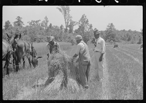 Untitled photo, possibly related to: Lenny Smith's oats being harvested with neighbor's binder, both project families. A.M. Fields, farm supervisor, is helping and directing the work. Flint River Farms, Georgia
