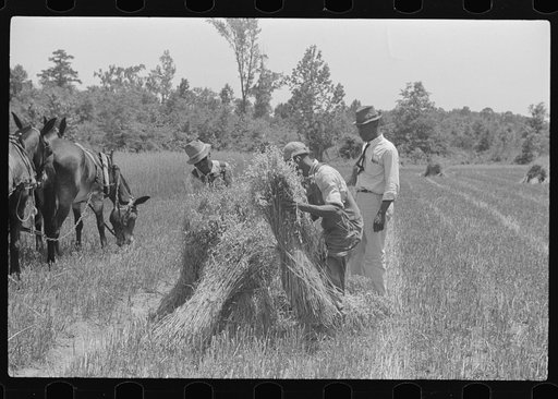 Lenny Smith's oats being harvested with neighbor's binder, both project families. A.M. Fields, farm supervisor, is helping and directing the work. Flint River Farms, Georgia