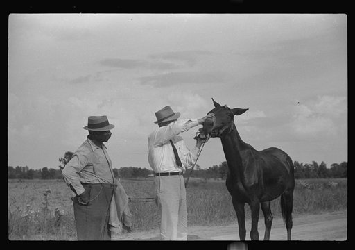 Untitled photo, possibly related to: FSA (Farm Security Administration) supervisor inspecting rehabilitation borrower's mule, Greene County, Georgia
