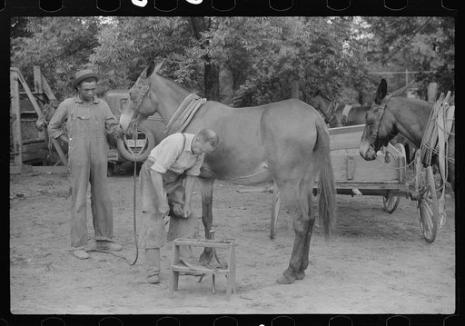 Untitled photo, possibly related to: Shoeing a rehabilitation borrower's mule, Greene County, Georgia