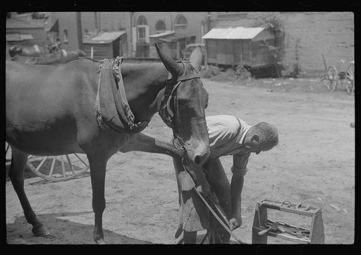 Shoeing a rehabilitation borrower's mule, Greene County, Georgia