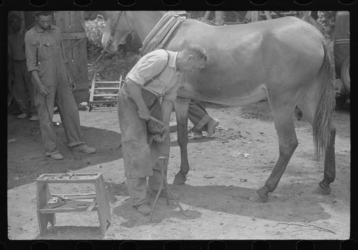Shoeing a rehabilitation borrower's mule, Greene County, Georgia