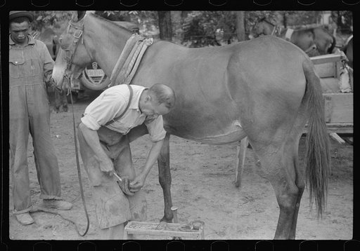Untitled photo, possibly related to: Shoeing a rehabilitation borrower's mule, Greene County, Georgia