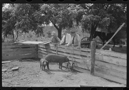 Untitled photo, possibly related to: FSA (Farm Security Administration) supervisors inspecting rehabilitation borrower's livestock, Greene County, Georgia