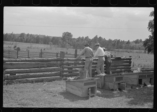 FSA (Farm Security Administration) supervisors inspecting rehabilitation borrower's livestock, Greene County, Georgia