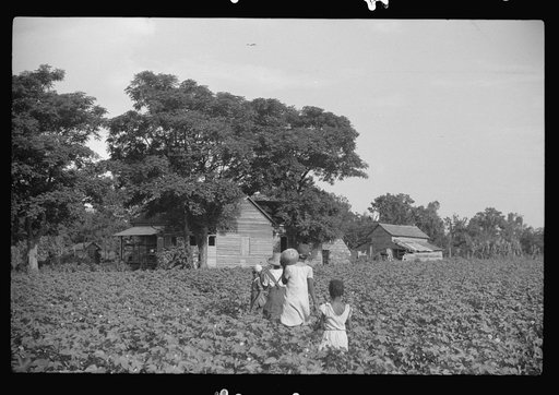 Pauline Clyburn's children, rehabilitation borrowers, coming out of field, Manning, Clarendon County, South Carolina
