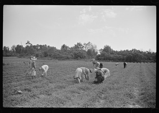 Strawberry pickers near Lakeland, Florida (see general captions no. 3 and no. 4)