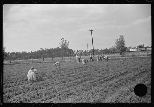 Untitled photo, possibly related to: Strawberry pickers near Lakeland, Florida (see general captions no. 3 and no. 4)