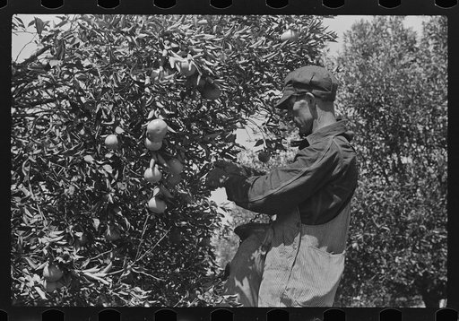 Picking oranges near Lakeland, Florida