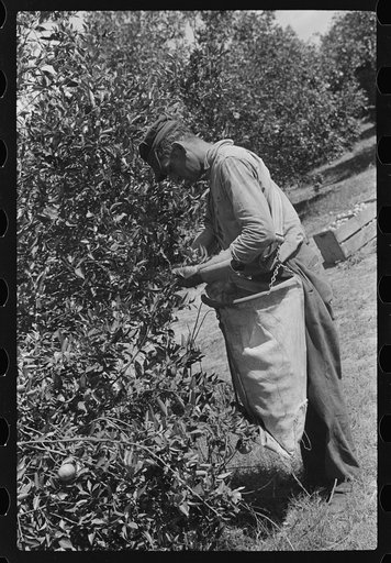 Picking oranges near Lakeland, Florida
