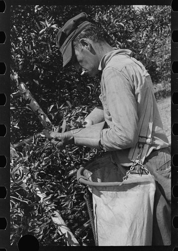 Untitled photo, possibly related to: Picking oranges near Lakeland, Florida