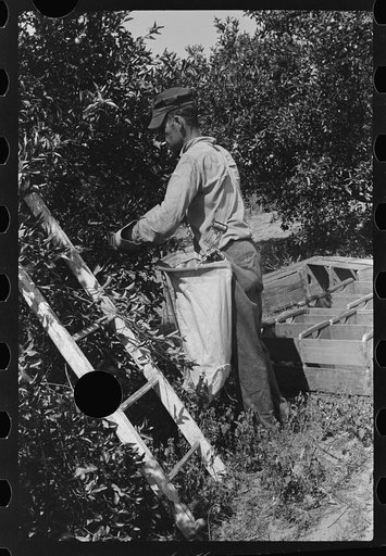 Untitled photo, possibly related to: Picking oranges near Lakeland, Florida