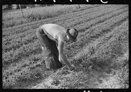 Strawberry pickers near Lakeland, Florida (see general captions no. 3 and no. 4)