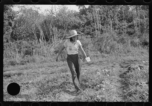 Untitled photo, possibly related to: Strawberry pickers near Lakeland, Florida (see general captions no. 3 and no. 4)