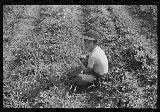 Untitled photo, possibly related to: Strawberry pickers near Lakeland, Florida