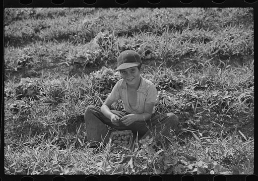 Strawberry pickers near Lakeland, Florida