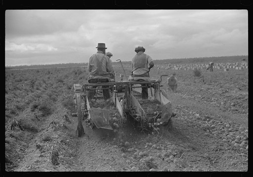 Untitled photo, possibly related to: Migratory labor digging potatoes, season very bad, market poor, left potatoes in ground as long as possible, hoping for rise in prices. Often not worth digging, left to rot in ground. Near Homestead, Florida