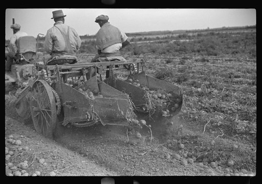Untitled photo, possibly related to: Migratory labor digging potatoes, season very bad, market poor, left potatoes in ground as long as possible, hoping for rise in prices. Often not worth digging, left to rot in ground. Near Homestead, Florida