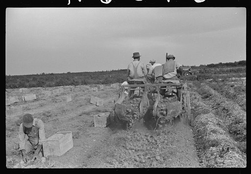 Migratory labor digging potatoes, season very bad, market poor, left potatoes in ground as long as possible, hoping for rise in prices. Often not worth digging, left to rot in ground. Near Homestead, Florida