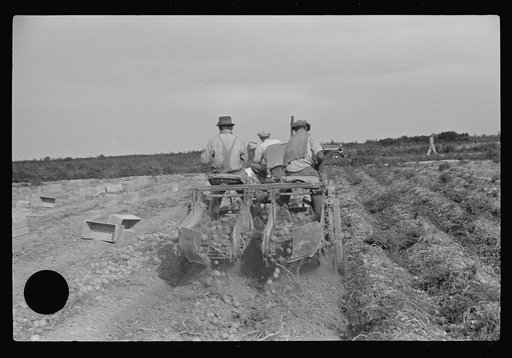 Untitled photo, possibly related to: Migratory labor digging potatoes, season very bad, market poor, left potatoes in ground as long as possible, hoping for rise in prices. Often not worth digging, left to rot in ground. Near Homestead, Florida