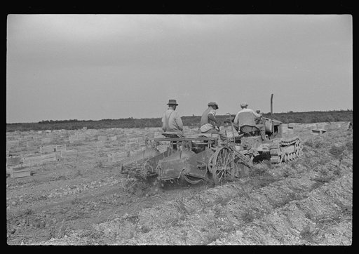 Untitled photo, possibly related to: Migratory labor digging potatoes, season very bad, market poor, left potatoes in ground as long as possible, hoping for rise in prices. Often not worth digging, left to rot in ground. Near Homestead, Florida