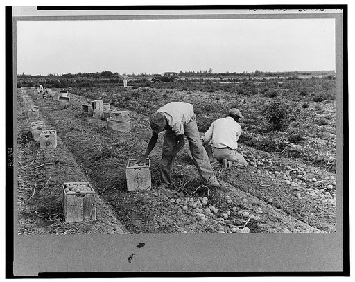 Migratory labor digging potatoes, season very bad, market poor, left potatoes in ground as long as possible, hoping for rise in prices. Often not worth digging, left to rot in ground. Near Homestead, Florida