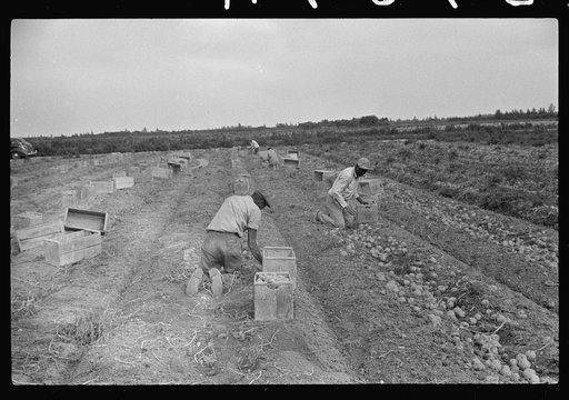 Untitled photo, possibly related to: Migratory labor digging potatoes, season very bad, market poor, left potatoes in ground as long as possible, hoping for rise in prices. Often not worth digging, left to rot in ground. Near Homestead, Florida