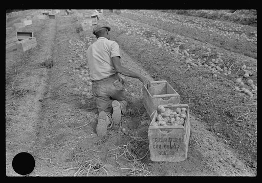 Untitled photo, possibly related to: Migratory labor digging potatoes, season very bad, market poor, left potatoes in ground as long as possible, hoping for rise in prices. Often not worth digging, left to rot in ground. Near Homestead, Florida