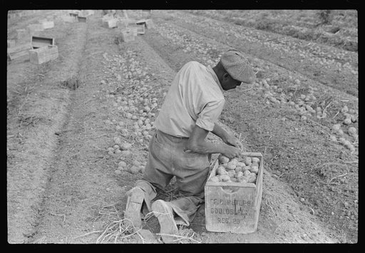 Migratory labor digging potatoes, season very bad, market poor, left potatoes in ground as long as possible, hoping for rise in prices. Often not worth digging, left to rot in ground. Near Homestead, Florida