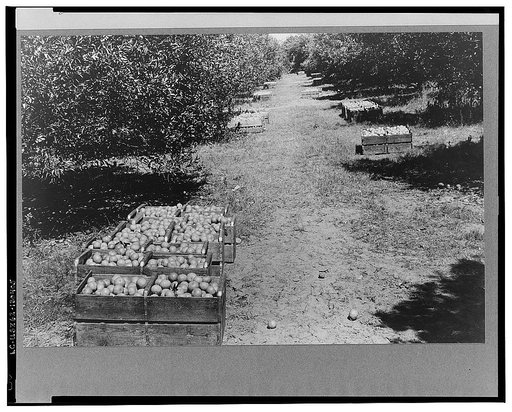 Orange grove near Lakeland, Florida