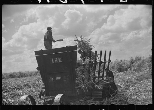 Harvesting sugarcane, United States Sugar Corporation, Clewiston, Florida