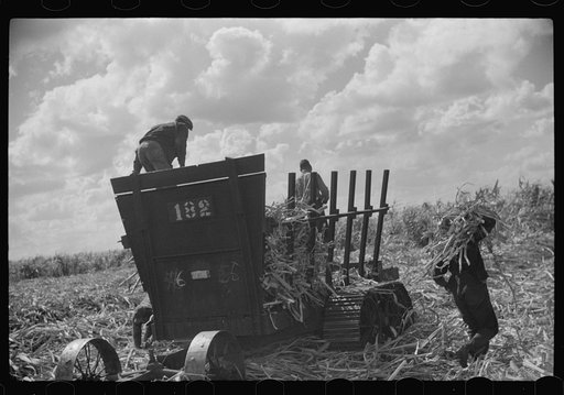 Untitled photo, possibly related to: Harvesting sugarcane, United States Sugar Corporation, Clewiston, Florida