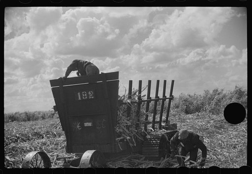 Untitled photo, possibly related to: Harvesting sugarcane, United States Sugar Corporation, Clewiston, Florida
