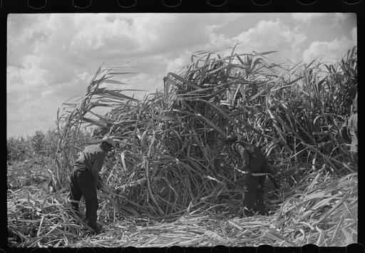 Untitled photo, possibly related to: Harvesting sugarcane, United States Sugar Corporation, Clewiston, Florida