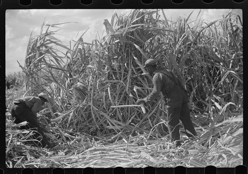 Harvesting sugarcane, United States Sugar Corporation, Clewiston, Florida