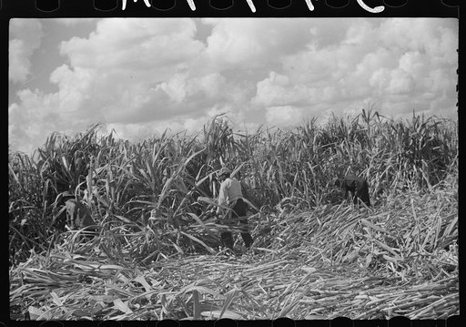 Harvesting sugarcane, United States Sugar Corporation, Clewiston, Florida