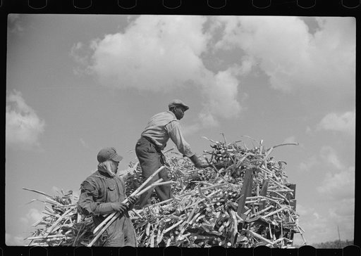 Harvesting sugarcane, United States Sugar Corporation, Clewiston, Florida