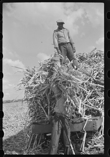 Untitled photo, possibly related to: Harvesting sugarcane, United States Sugar Corporation, Clewiston, Florida