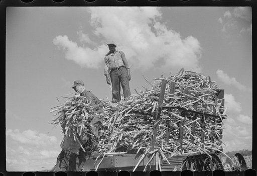 Untitled photo, possibly related to: Harvesting sugarcane, United States Sugar Corporation, Clewiston, Florida
